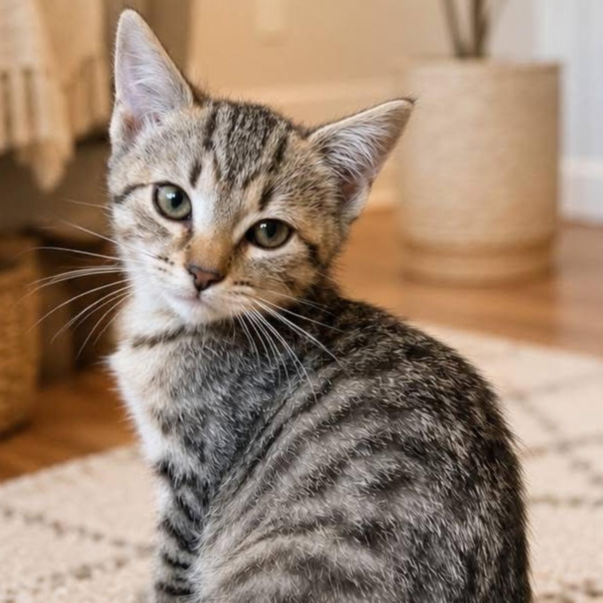 TIC- TAC- TOE, a ADOPTABLE Tabby in Hartville, OH image 2/3