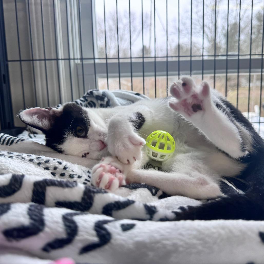 Enlarge Rooibos, a Adoptable Domestic Short Hair in Granville, OH image 1/6