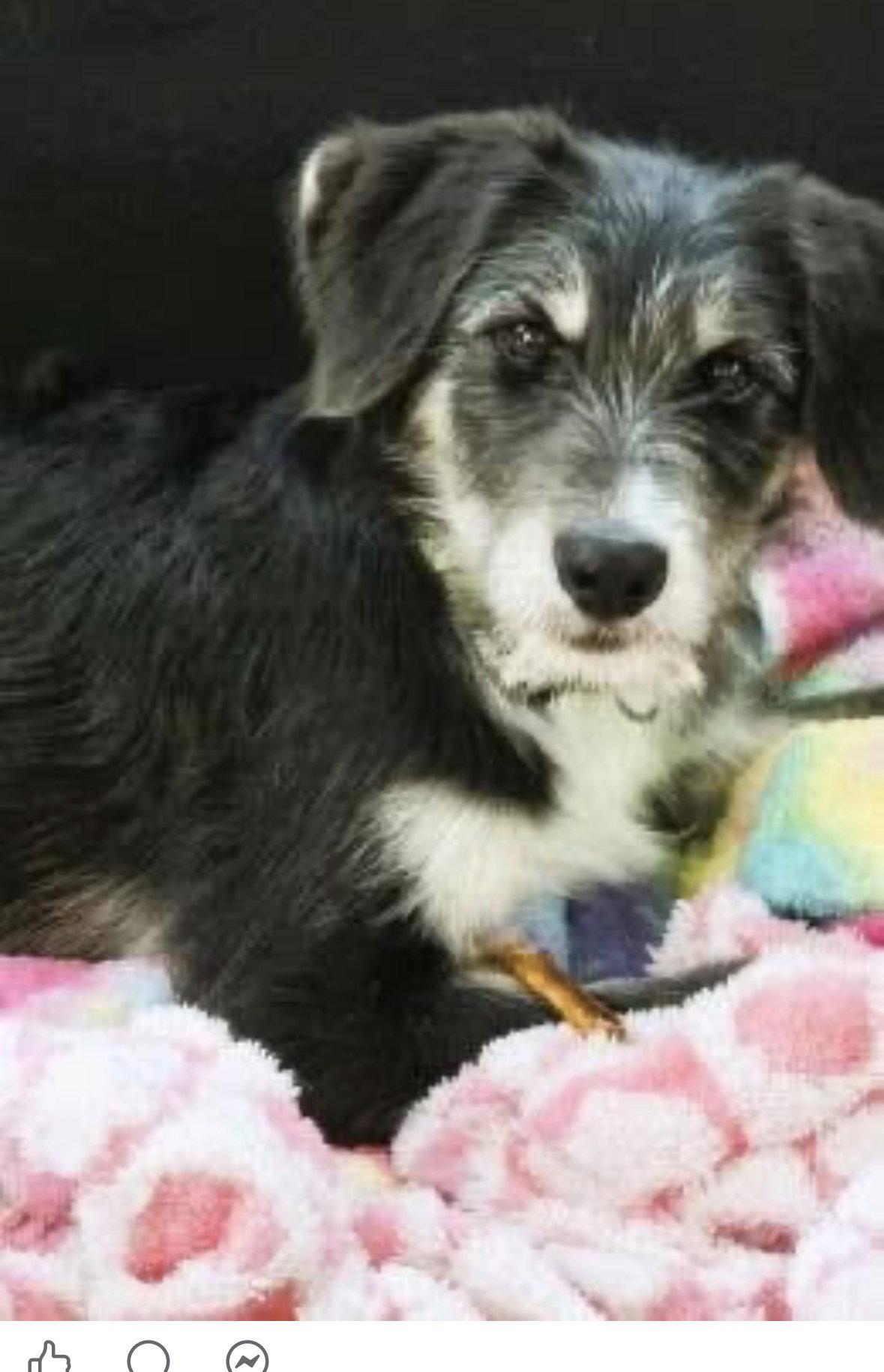 Applesauce, labradoodle, Adopted, Puppy Female Labrador Retriever & Poodle.