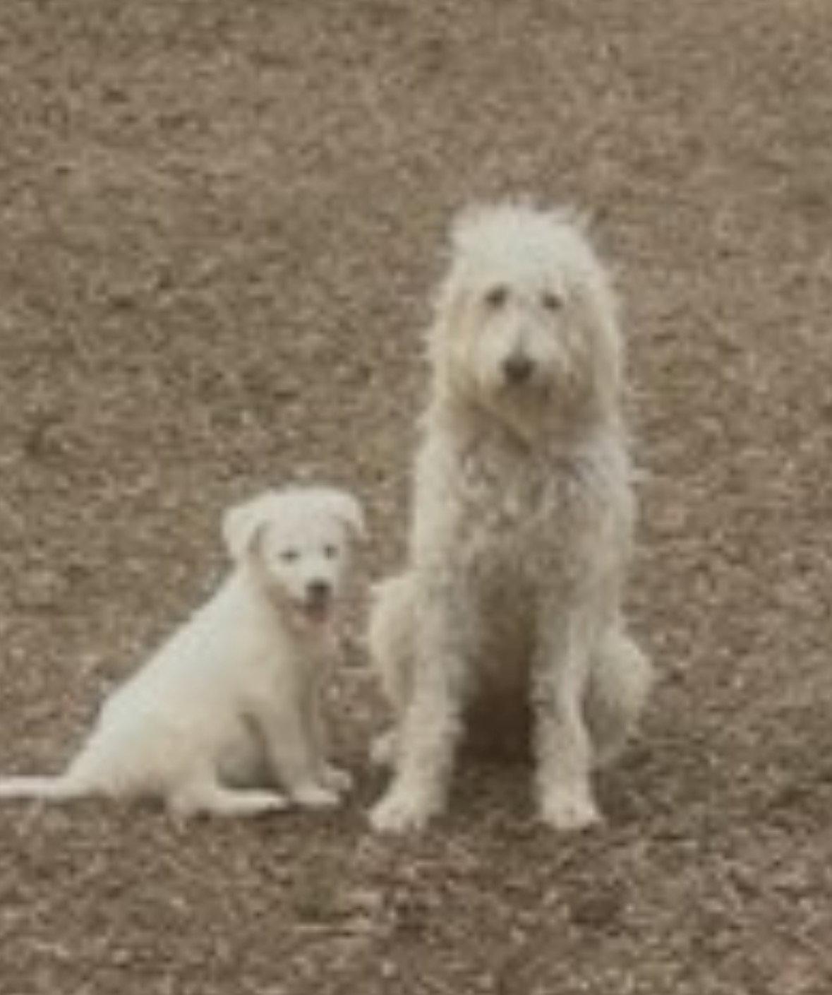 Enlarge Applesauce, labradoodle, a Adopted mixed breed in Mount Laurel, NJ image 3/3