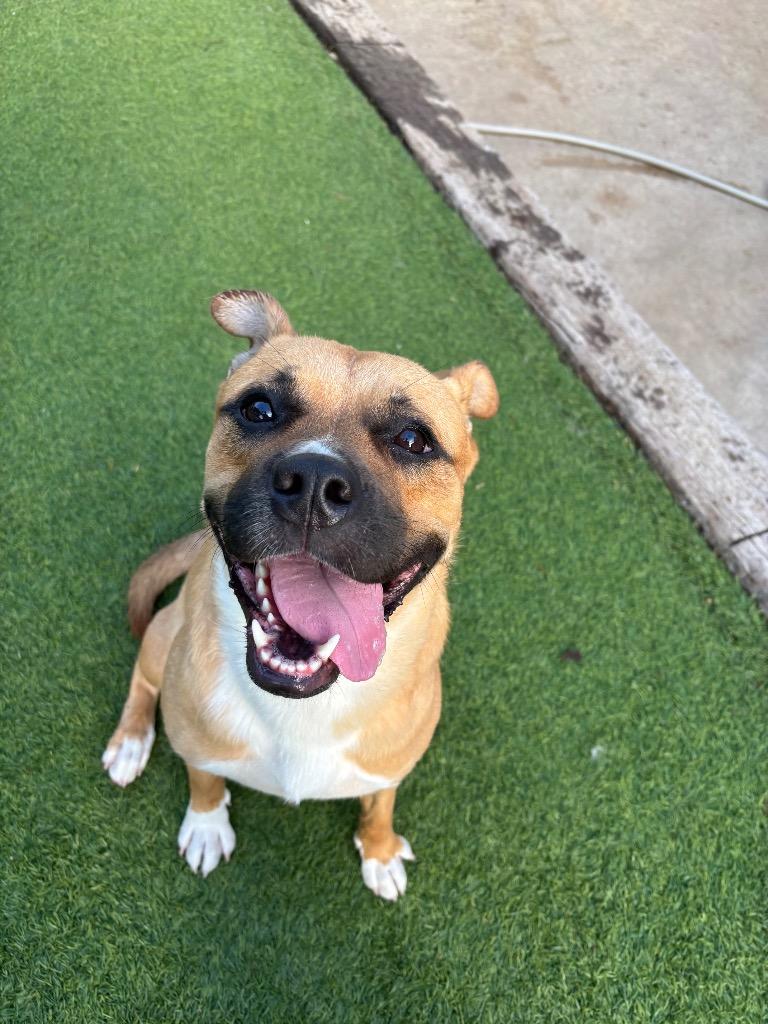 Dula Peep, Adoptable, Adult Female Mixed Breed.