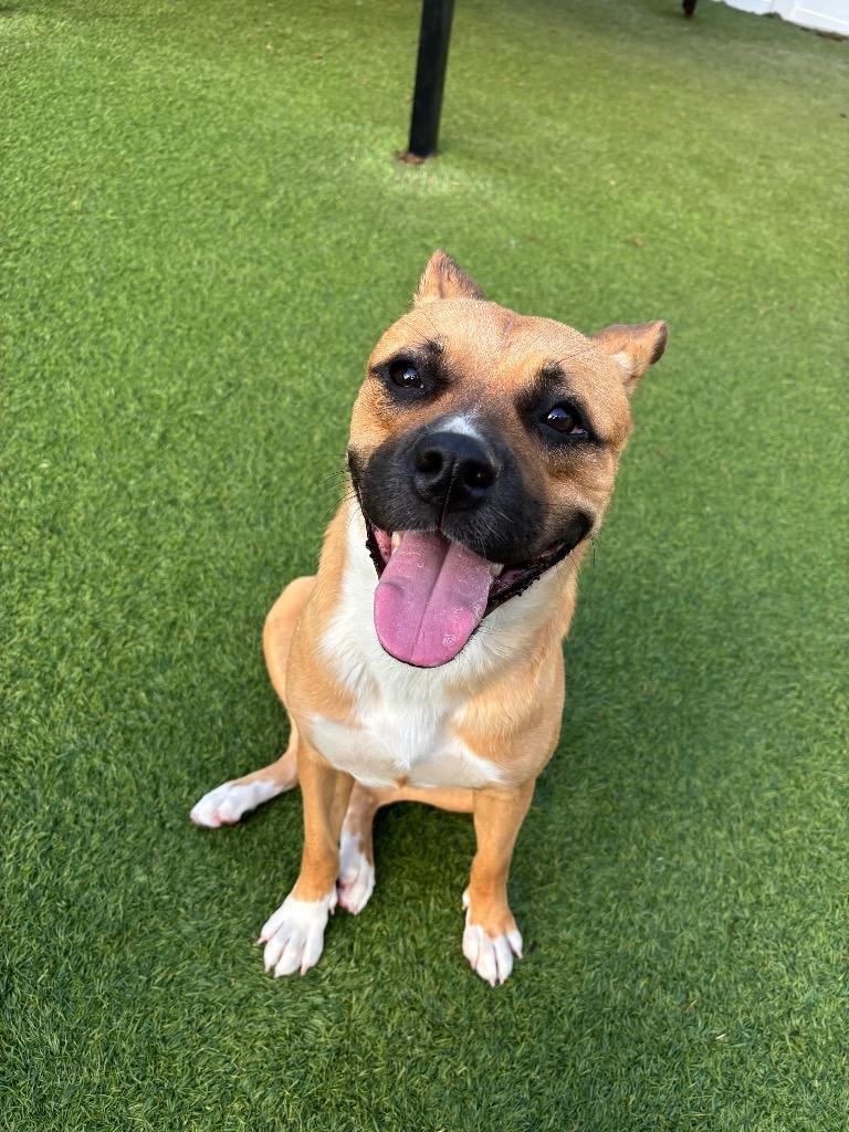 Enlarge Dula Peep, a Adoptable Mixed Breed in Fayetteville, AR image 2/5
