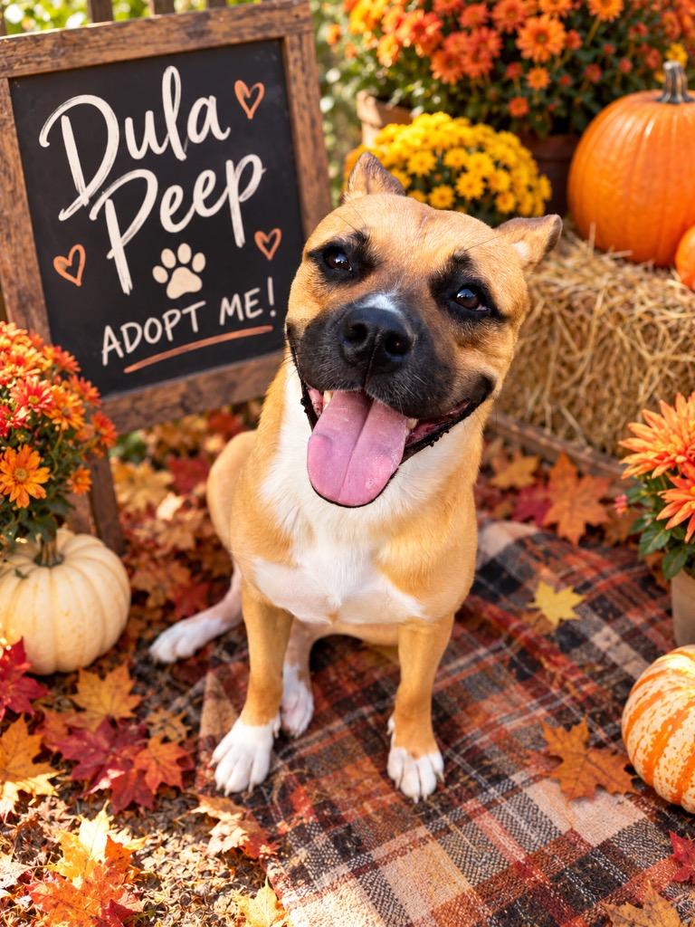Enlarge Dula Peep, a Adoptable Mixed Breed in Fayetteville, AR image 3/5