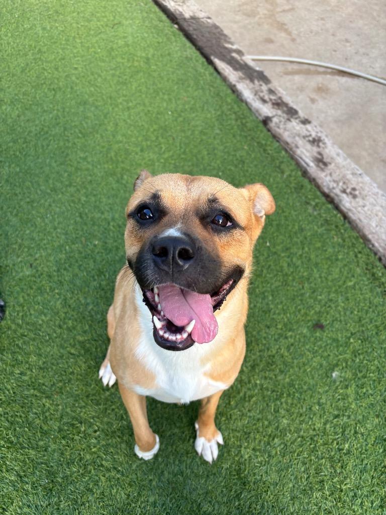 Enlarge Dula Peep, a Adoptable Mixed Breed in Fayetteville, AR image 4/5