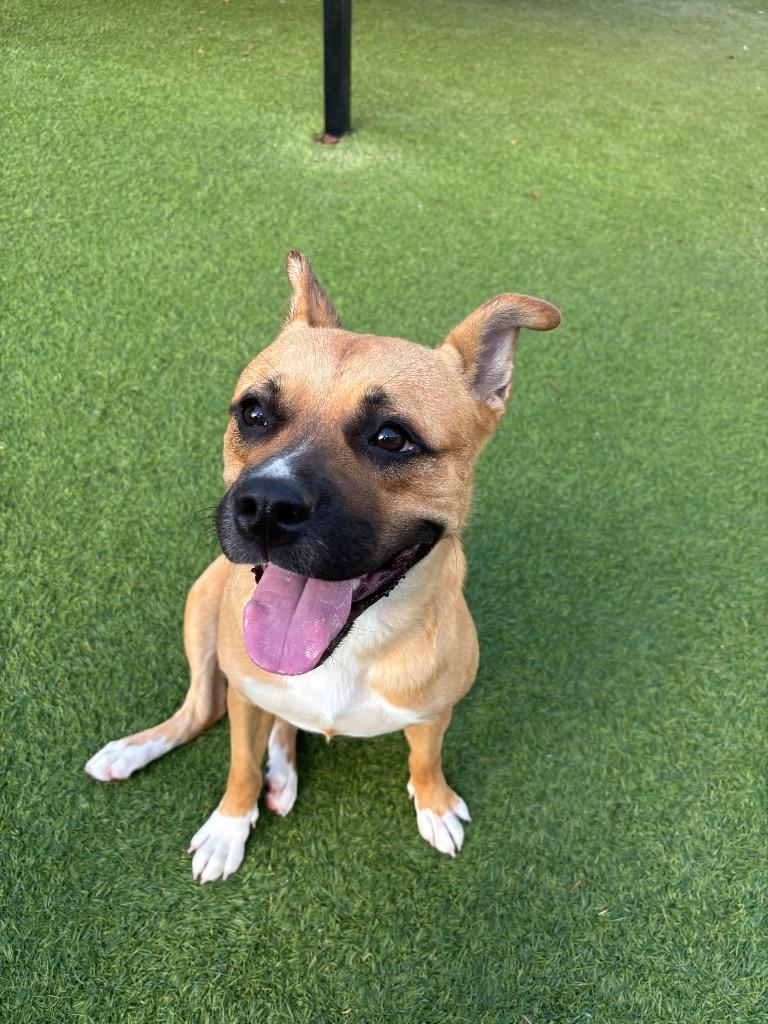 Enlarge Dula Peep, a Adoptable Mixed Breed in Fayetteville, AR image 5/5