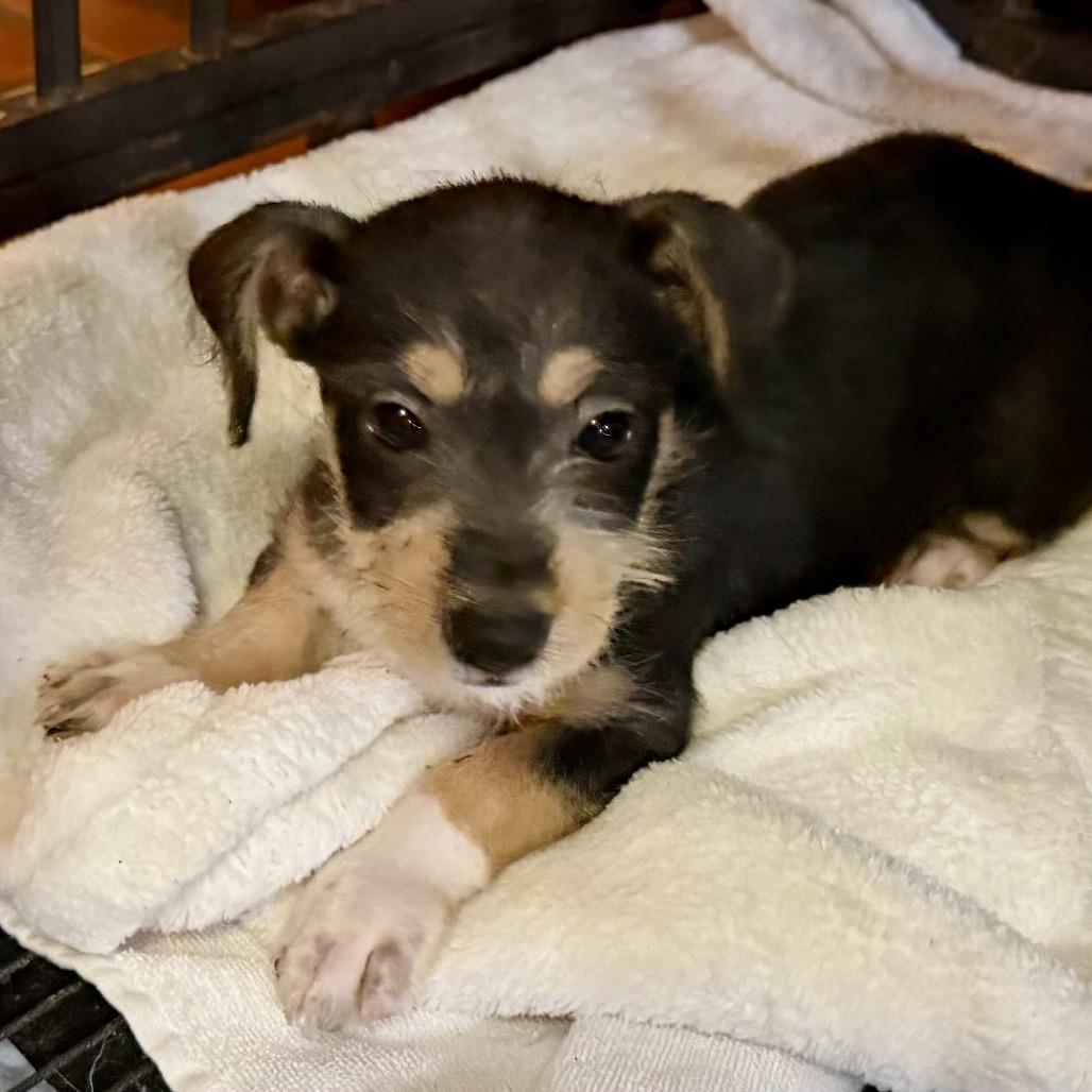 Enlarge Raven, a Adoptable mixed breed in Ennis, TX image 1/3