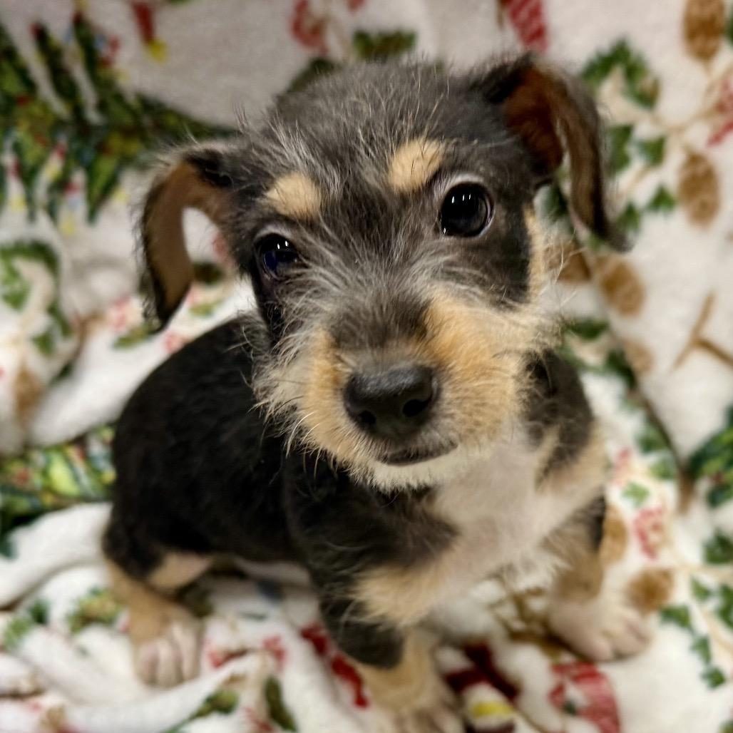 Enlarge Raven, a Adoptable mixed breed in Ennis, TX image 2/3
