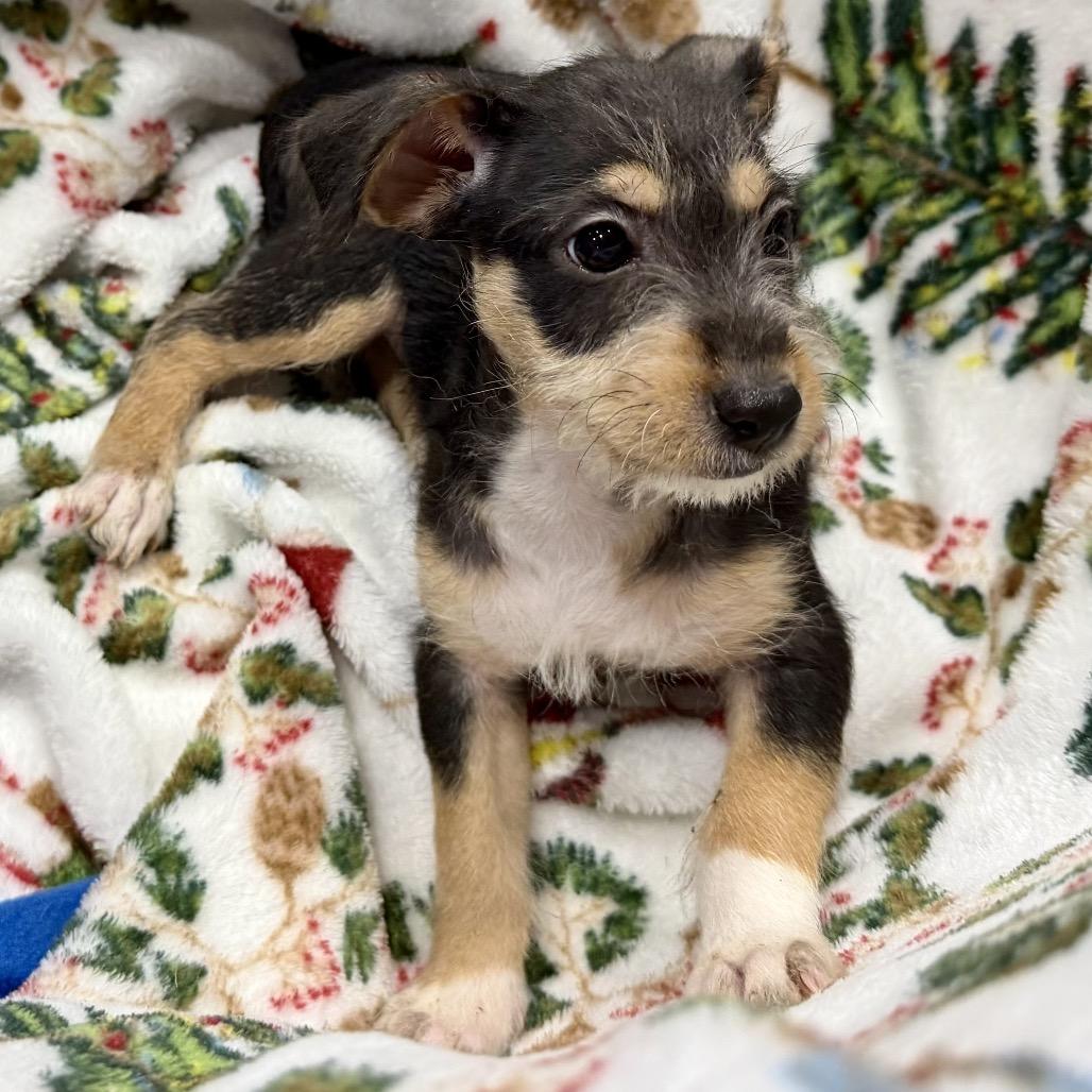 Enlarge Raven, a Adoptable mixed breed in Ennis, TX image 3/3