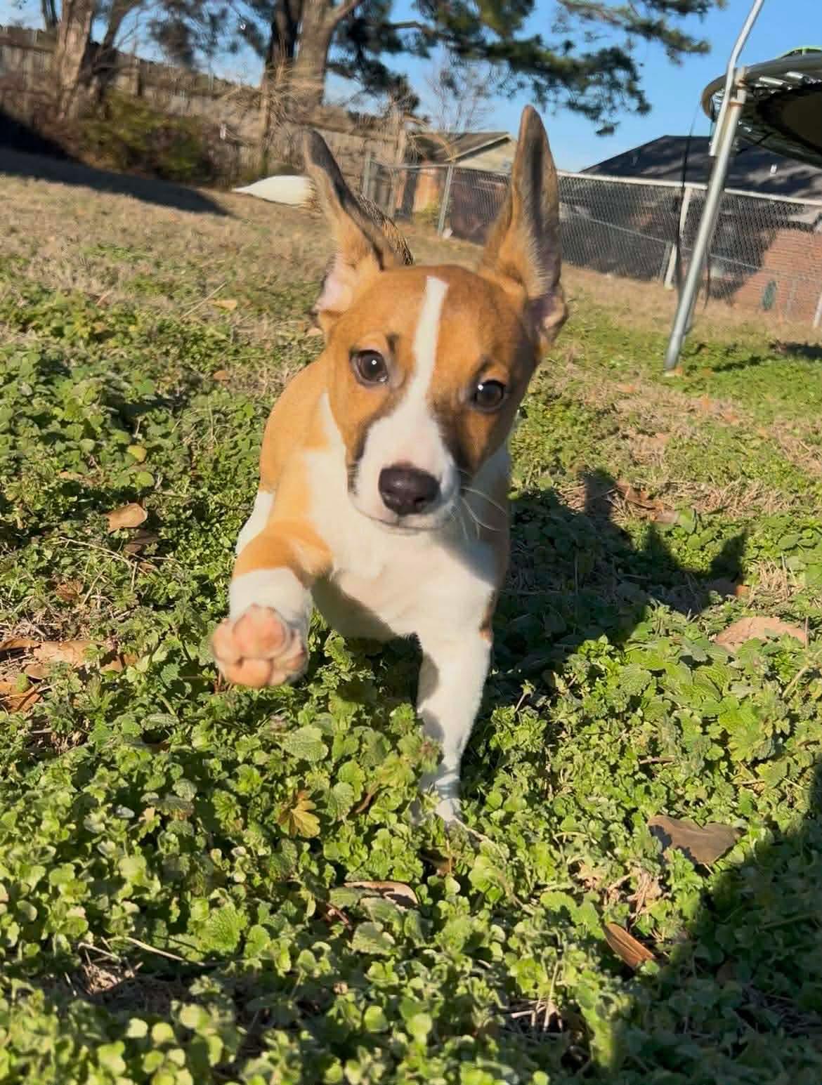 Enlarge Briar (Brittney-fostered in Tn), an adopted mixed breed in Brooklyn, CT image 4/5