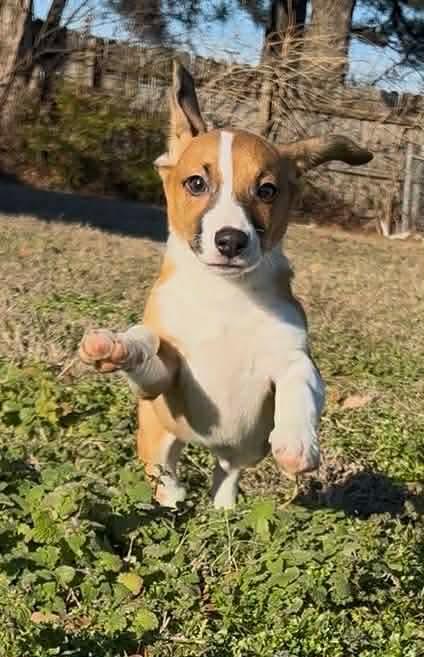 Enlarge Briar (Brittney-fostered in Tn), an adopted mixed breed in Brooklyn, CT image 1/5