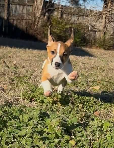 Enlarge Briar (Brittney-fostered in Tn), an adopted mixed breed in Brooklyn, CT image 5/5
