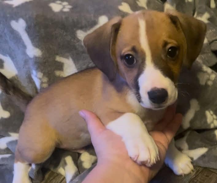 Briar (Brittney-fostered in Tn), adoptable, Puppy Male Beagle & Jack Russell Terrier.