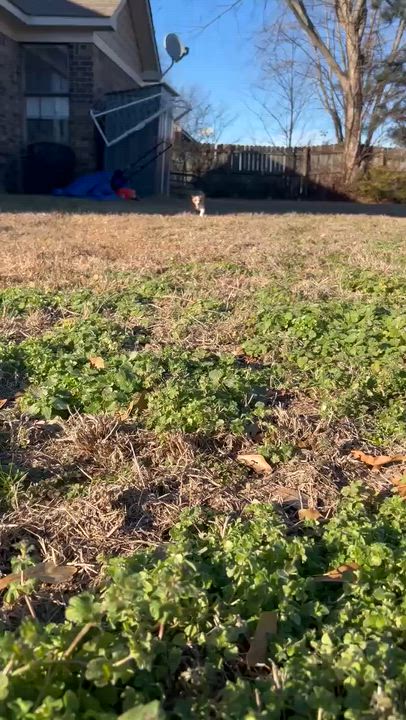 Enlarge Briar (Brittney-fostered in Tn), an adopted mixed breed in Brooklyn, CT video 3/5