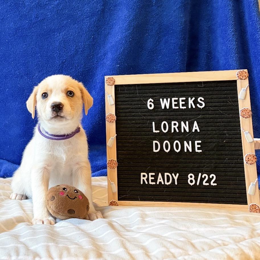 701A (2026) Lorna Doone, a Adoptable mixed breed in Parker, CO image 4/6