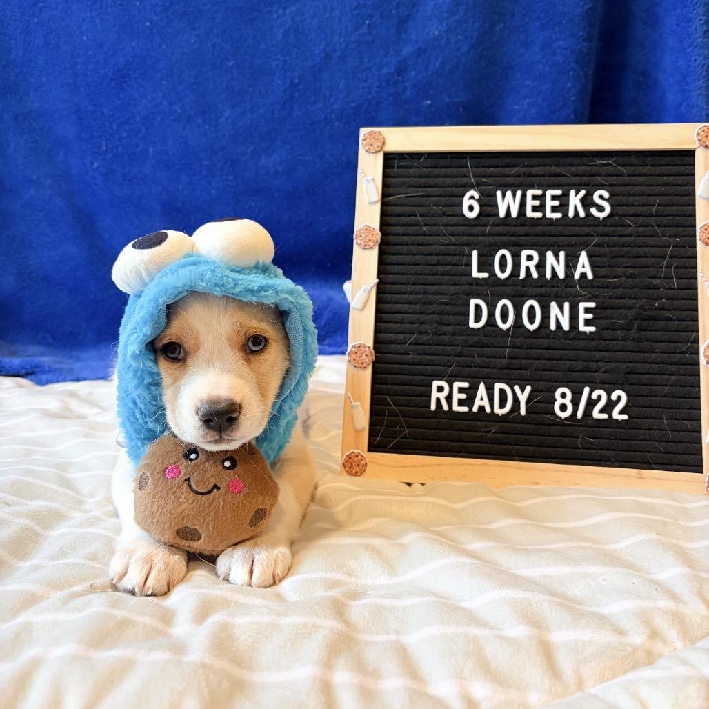 701A (2026) Lorna Doone, a Adoptable mixed breed in Parker, CO image 5/6
