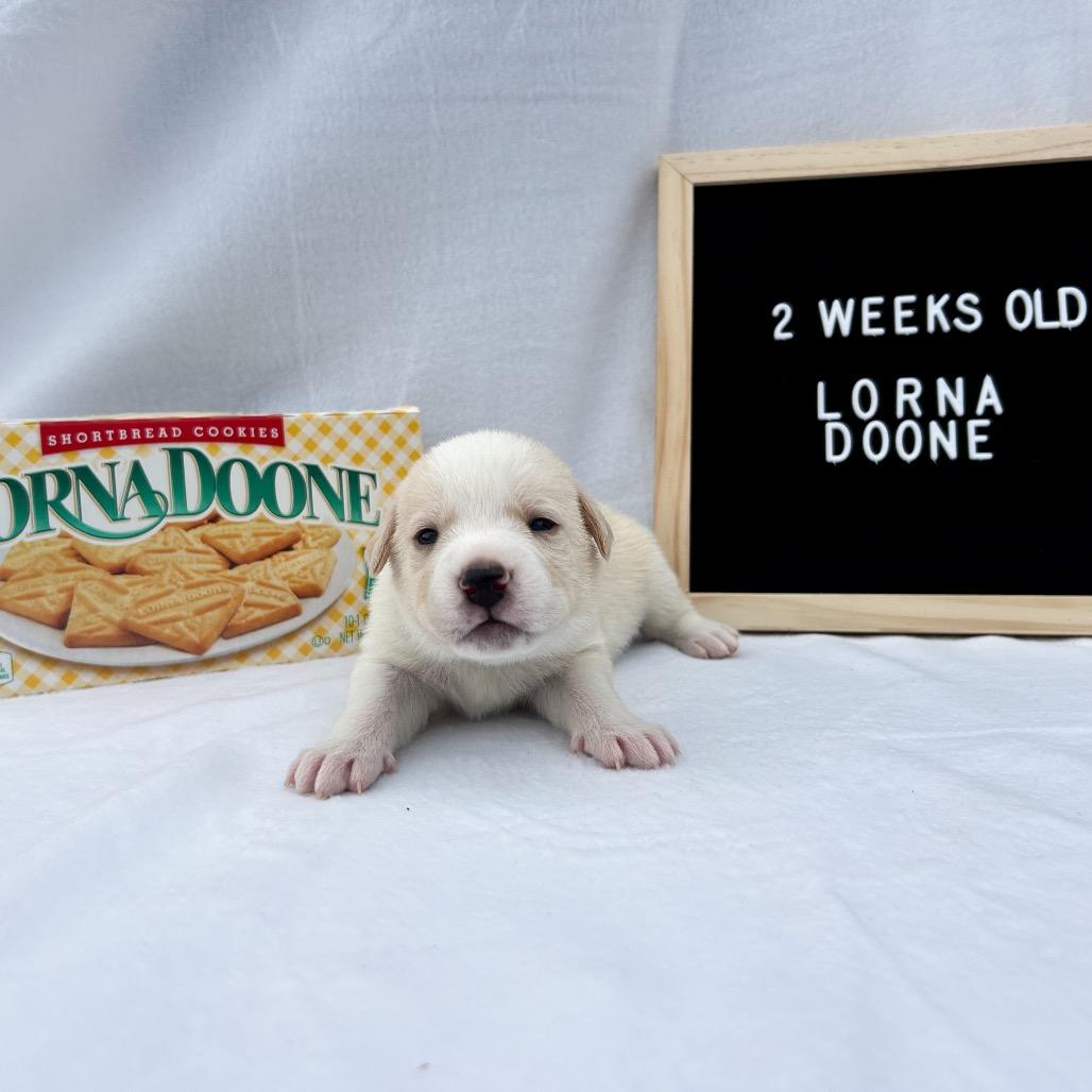 701A (2026) Lorna Doone, a Adoptable mixed breed in Parker, CO image 6/6