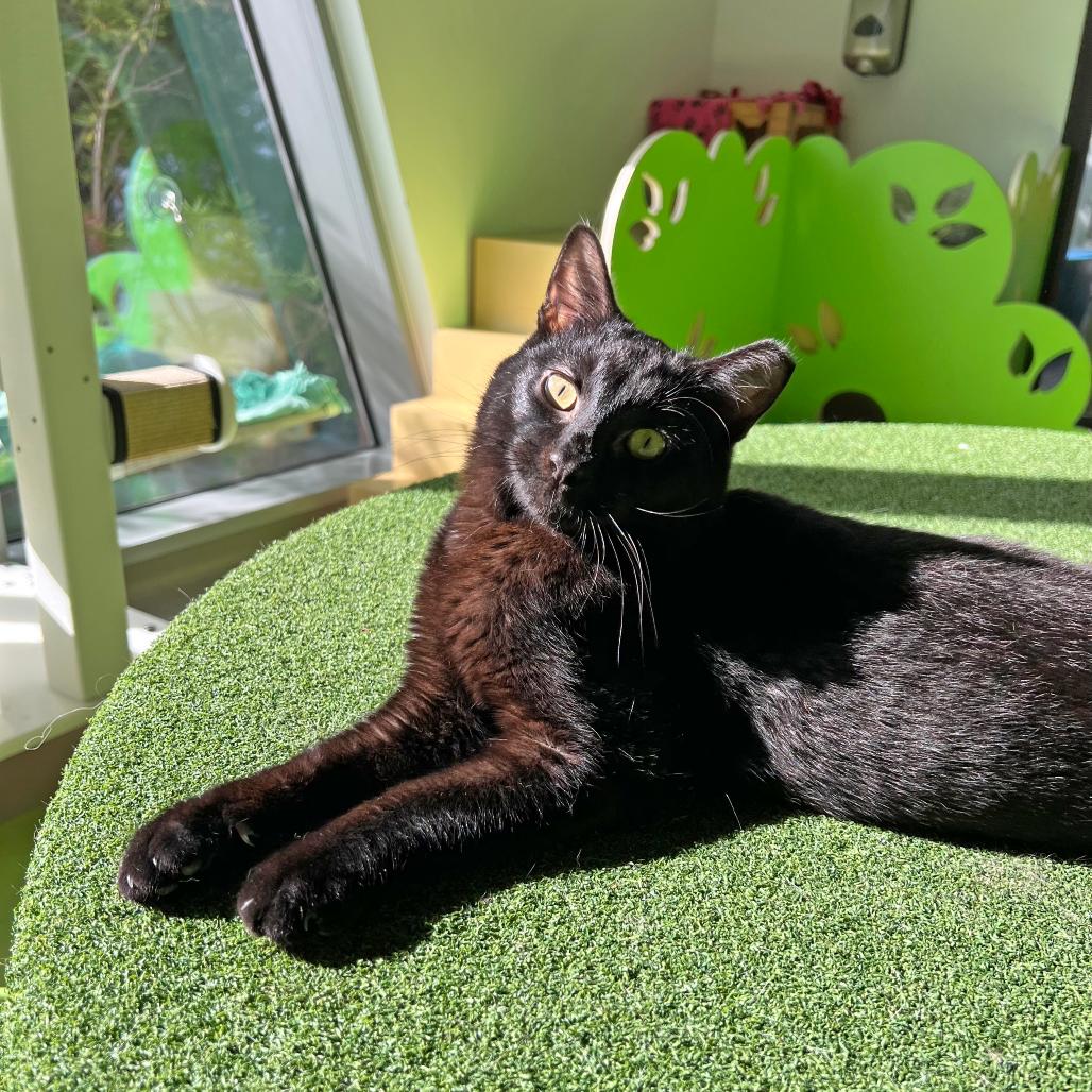 Felicity, Adoptable, Young Female Domestic Short Hair.