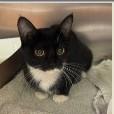 Enlarge Belle, a ADOPTABLE Domestic Short Hair in St. Augustine, FL image 1/1
