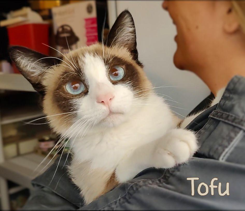 Tofu, Young Male unknown