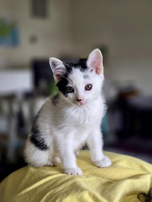 Carly, Willow Grove Area, (FCID 06/24/2025-118), Baby Female Domestic Short Hair