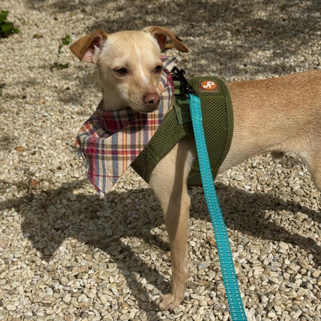 Tiny Tim thumbnail 5