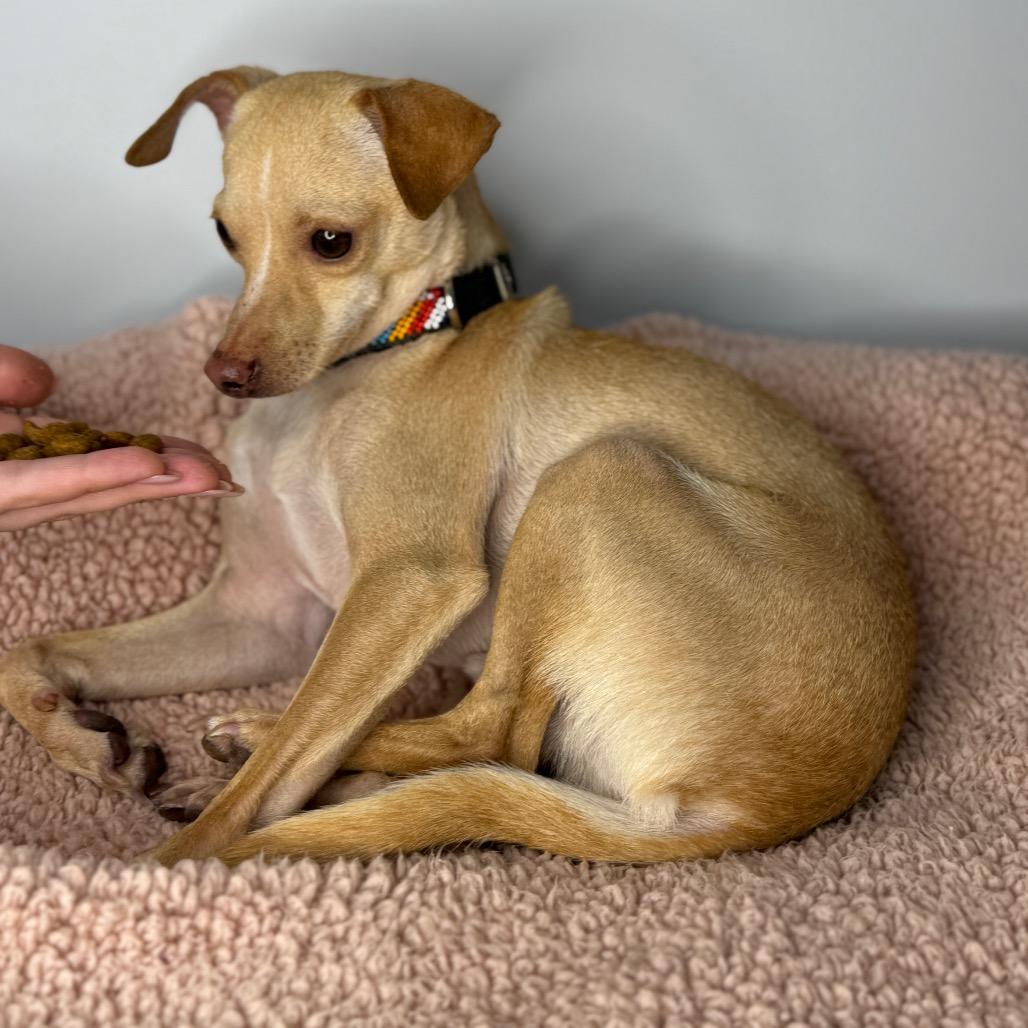 Tiny Tim thumbnail 6