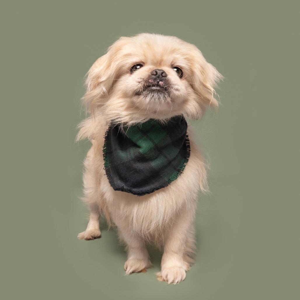 Enlarge Monroe, a Adoptable Pekingese in Saint Louis, MO image 1/2