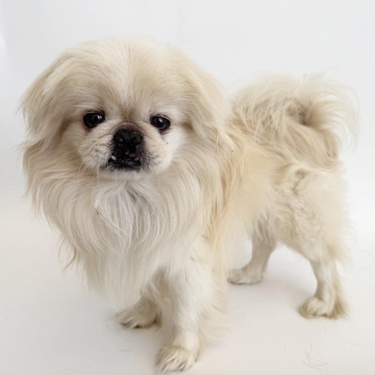 Enlarge Monroe, a Adoptable Pekingese in Saint Louis, MO image 2/2
