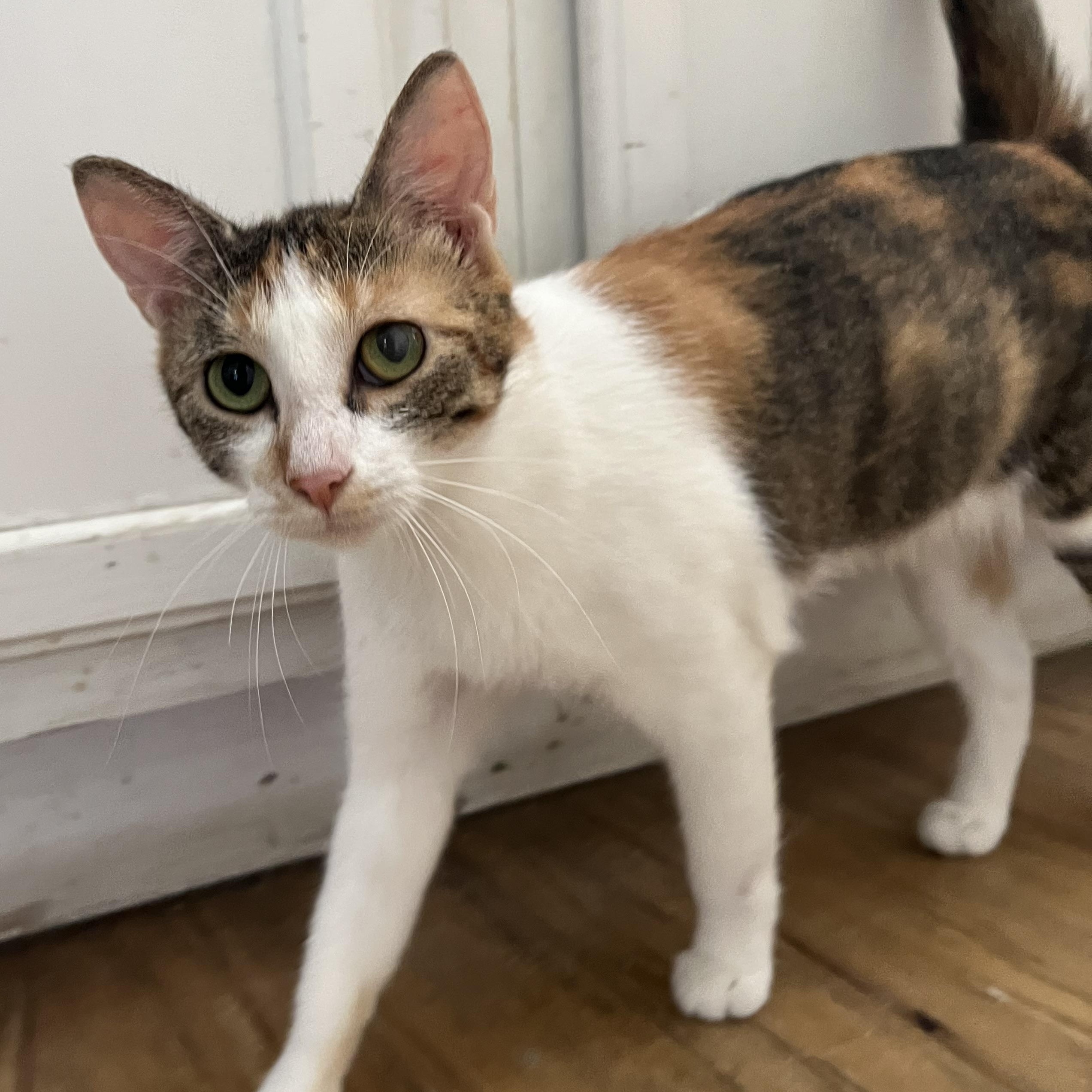 Giselle, ADOPTABLE, Young Female Calico.