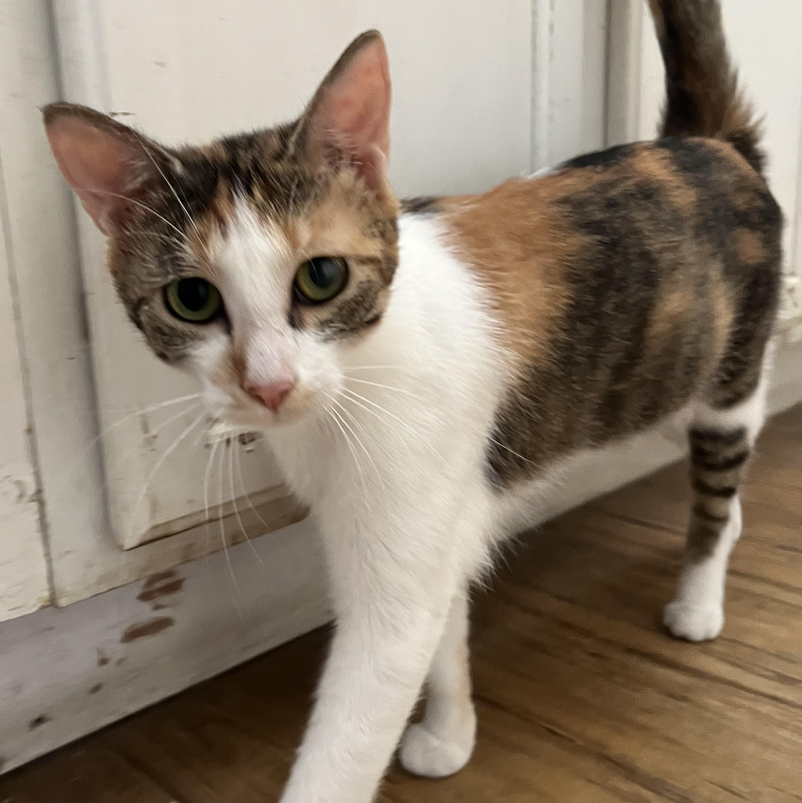 Enlarge Giselle, a ADOPTABLE Calico in Hammond, LA image 2/3