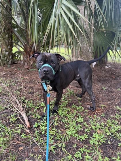 Dirk, Adoptable, Adult Male Mixed Breed & Mixed Breed.