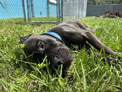 Enlarge Dirk, a Adoptable mixed breed in Vero Beach, FL image 2/3