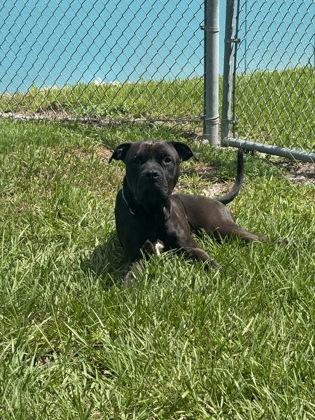 Enlarge Dirk, a Adoptable mixed breed in Vero Beach, FL image 3/3