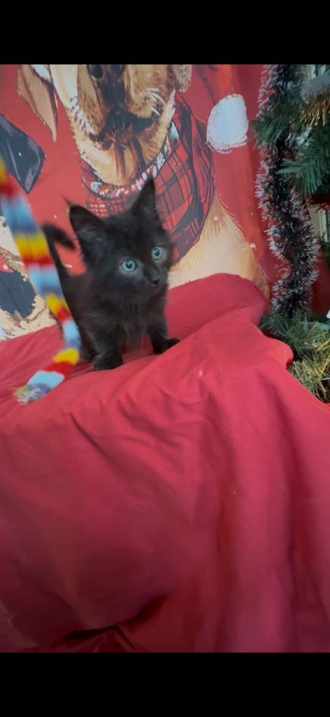 Piglet, Adoptable, Kitten Female Domestic Short Hair.