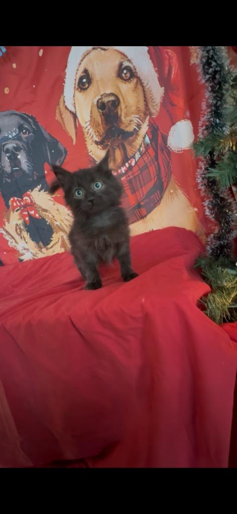 Enlarge Piglet, a Adoptable mixed breed in Seguin, TX image 2/2