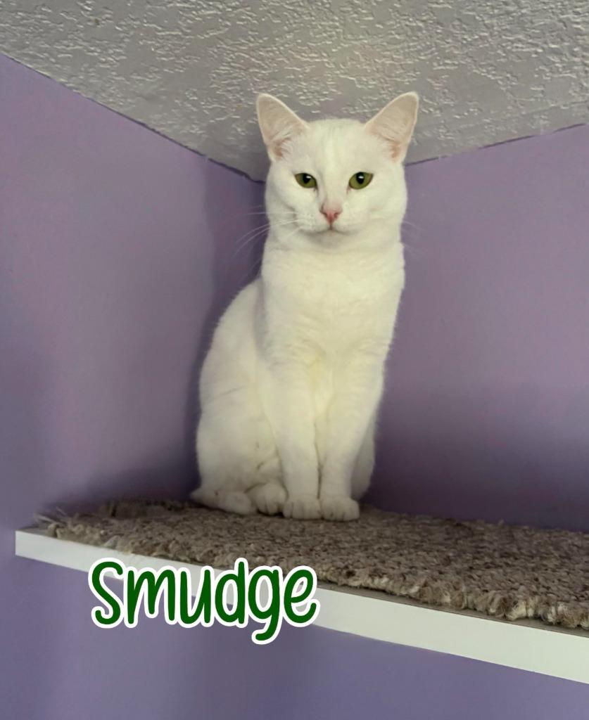 Smudge, Adoptable, Adult Female Domestic Short Hair.