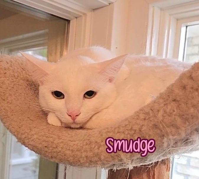 Smudge, Adoptable, Adult Female Domestic Short Hair.