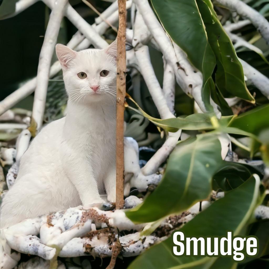 Enlarge Smudge, a Adoptable mixed breed in Port Clinton, OH image 2/6