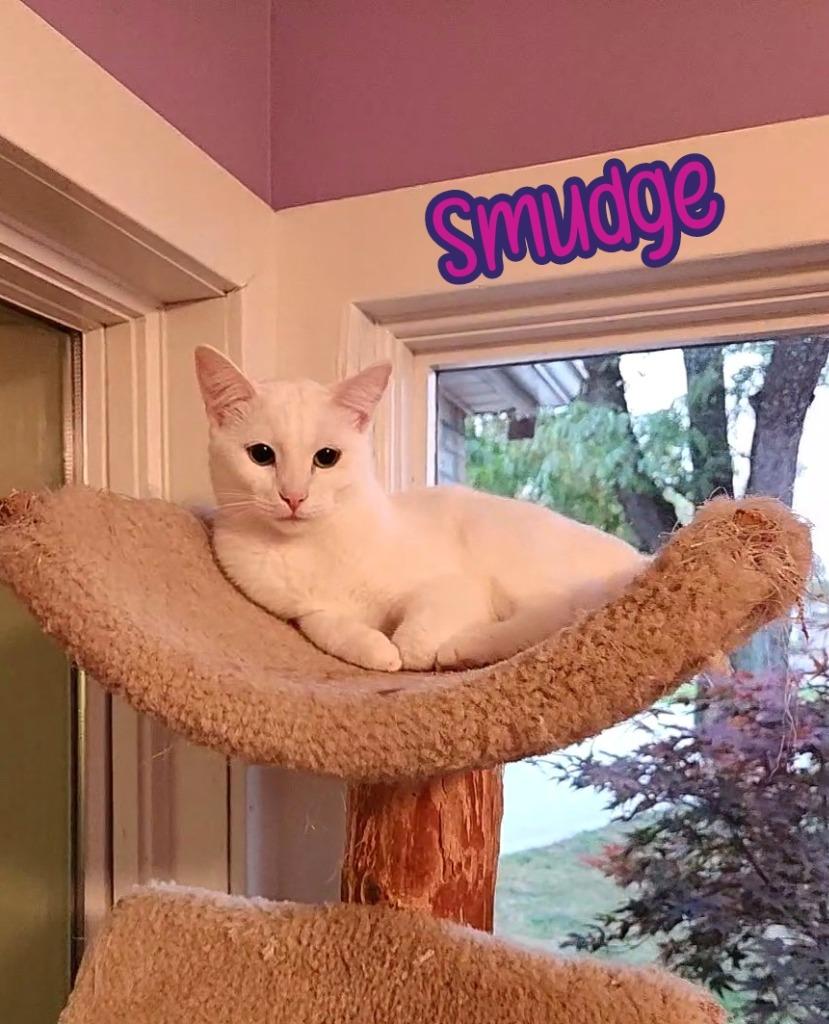 Enlarge Smudge, a Adoptable mixed breed in Port Clinton, OH image 2/6