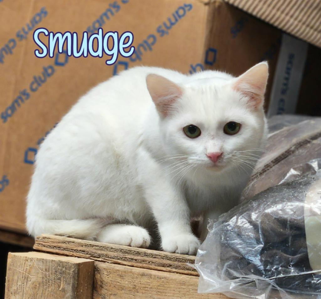 Enlarge Smudge, a Adoptable mixed breed in Port Clinton, OH image 3/6