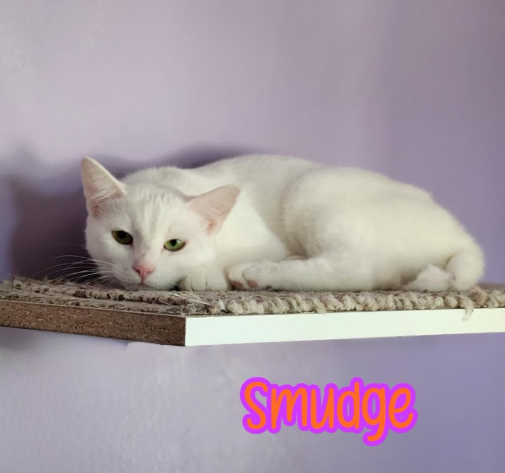 Enlarge Smudge, a Adoptable mixed breed in Port Clinton, OH image 6/6