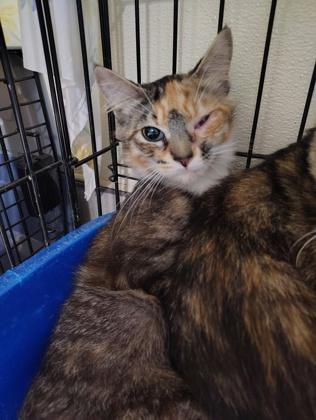 Helix HOS 9 — thumbnail 2