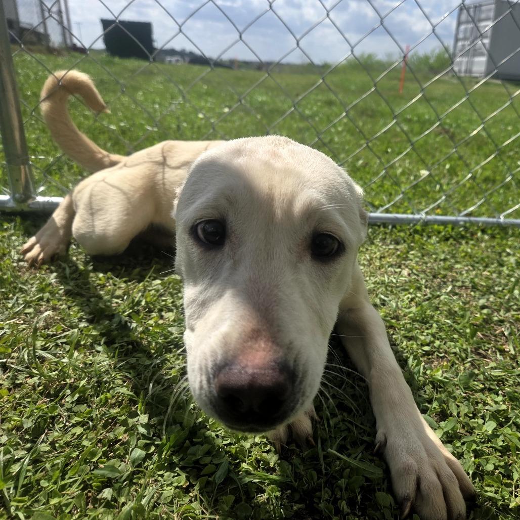 Tundra, ADOPTABLE, Puppy Female Yellow Labrador Retriever & Husky.