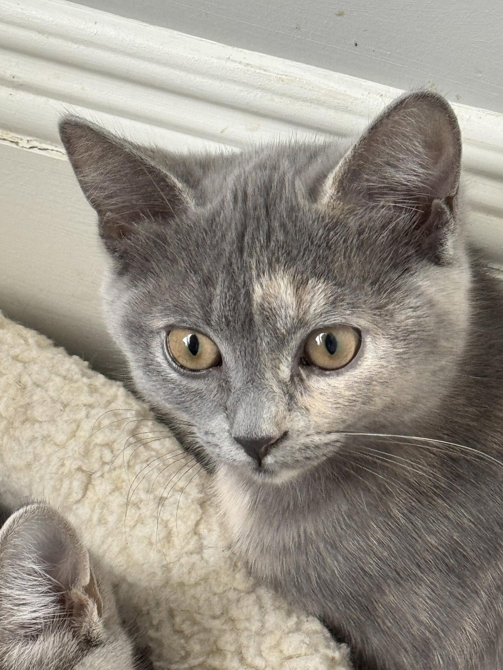 Enlarge Phoebe, a Adopted Dilute Tortoiseshell in Markham, ON image 2/3