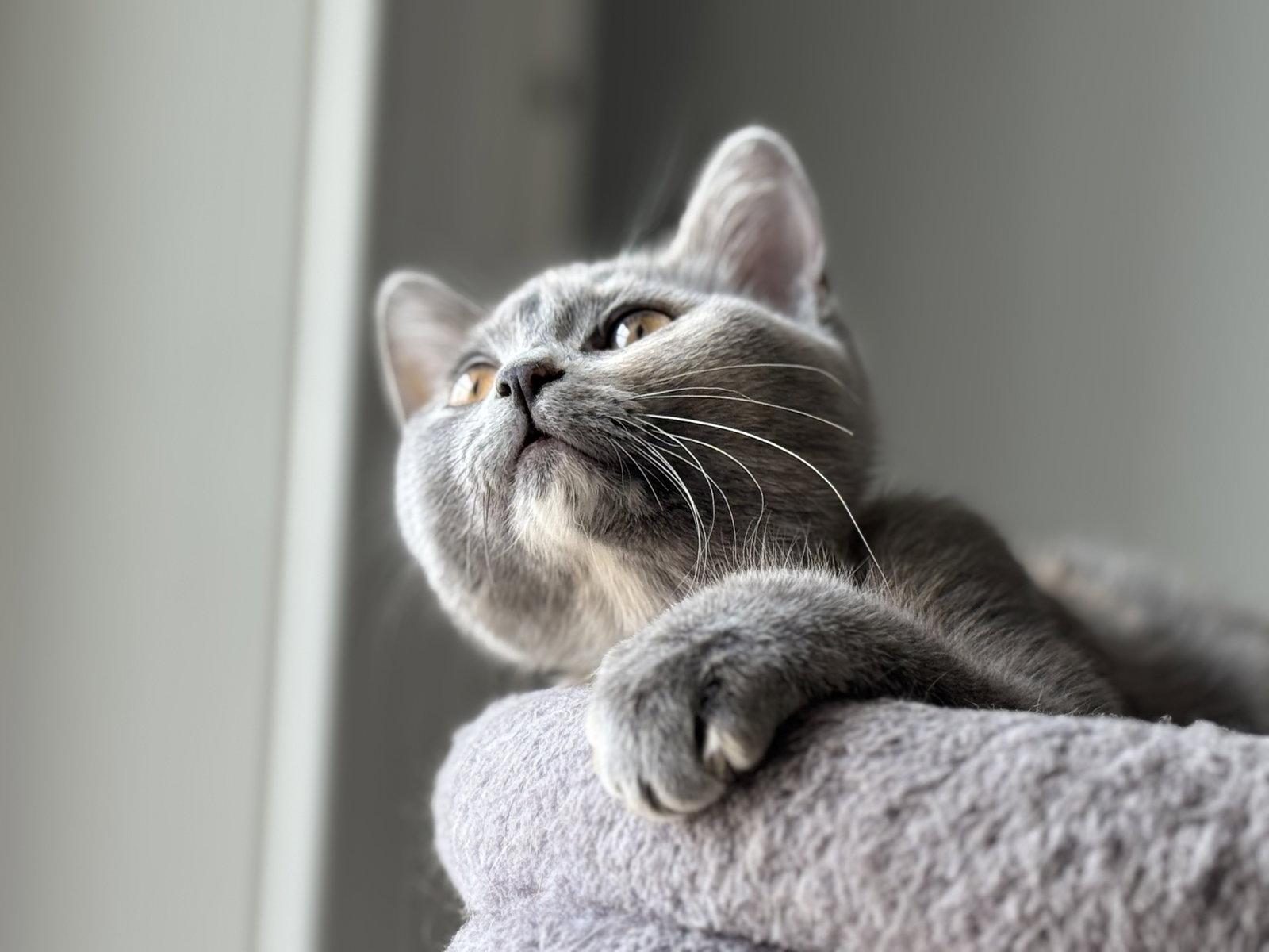 Enlarge Phoebe, a Adopted Dilute Tortoiseshell in Markham, ON image 3/3