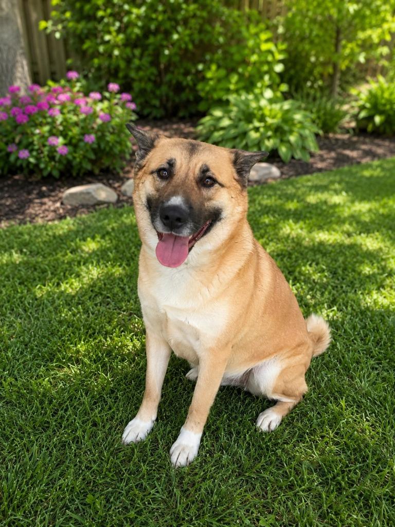 Rosie, Adoptable, Young Female Akita.