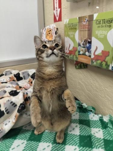 Denny — thumbnail 3