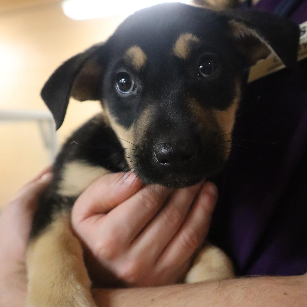 Ginger, Adoptable, Puppy Female Mixed Breed.