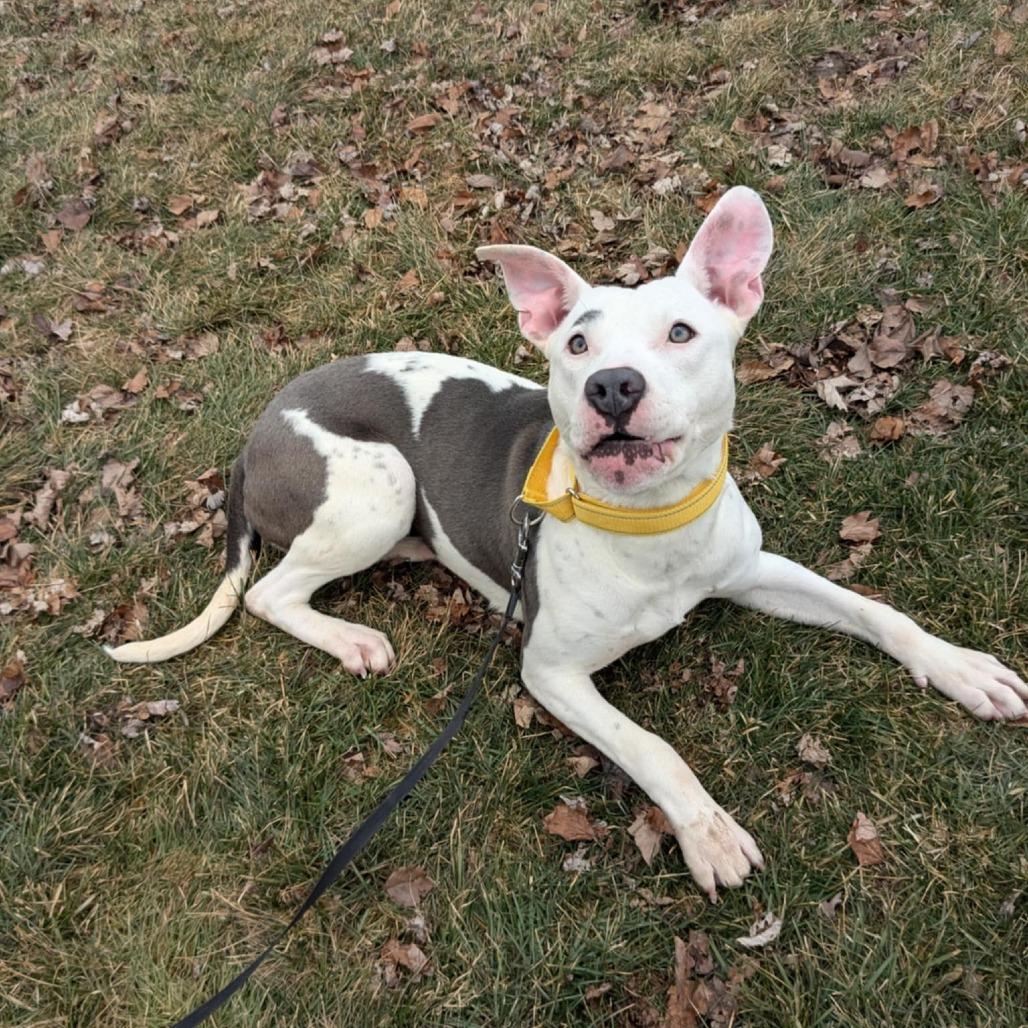 Enlarge Posey, a Adoptable Pit Bull Terrier in Monroe, MI image 1/6
