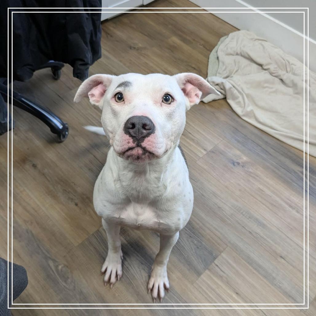 Enlarge Posey, a Adoptable Pit Bull Terrier in Monroe, MI image 4/6